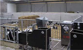 Cows Feeding from an URBAN System
